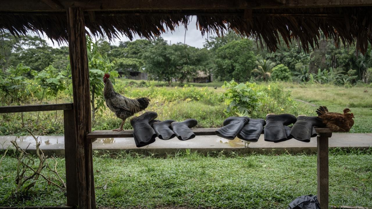 "Biz ormanı savunmazsak kimse savunmaz"