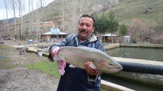 Bayburt'ta alabalık yetiştiricileri sağım mesaisinde