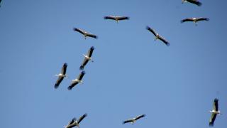 Hatay'da bahar döneminde 233 kuş türü gözlemlendi