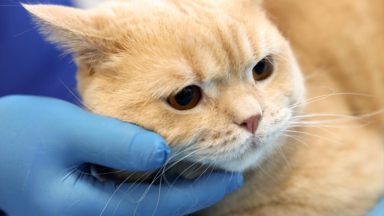 "Kompozit kaplamayla dişlere eski formunu kazandırdık"