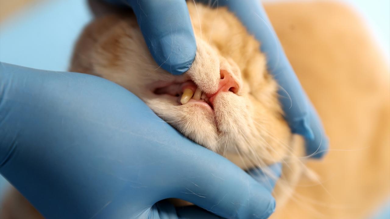 "Dişlerin her ikisinde de kırıklar vardı"