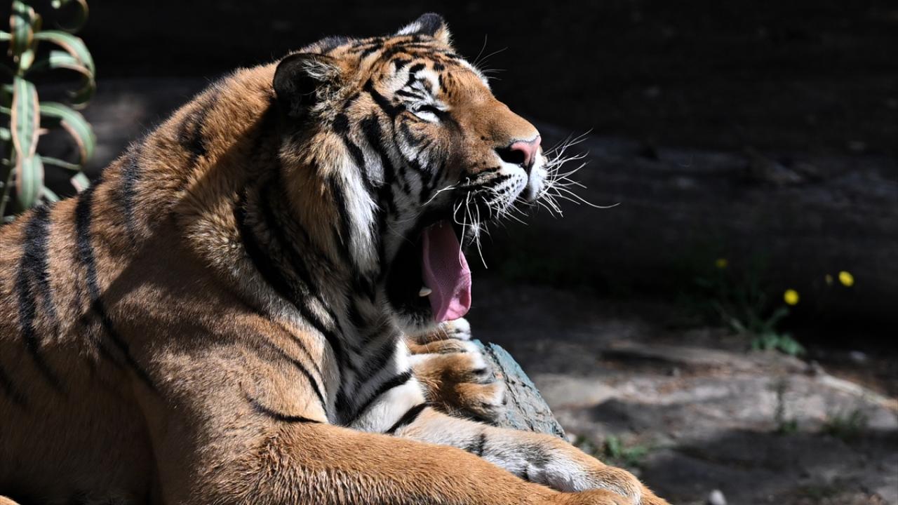 "Safari adasını hizmete açacağız"