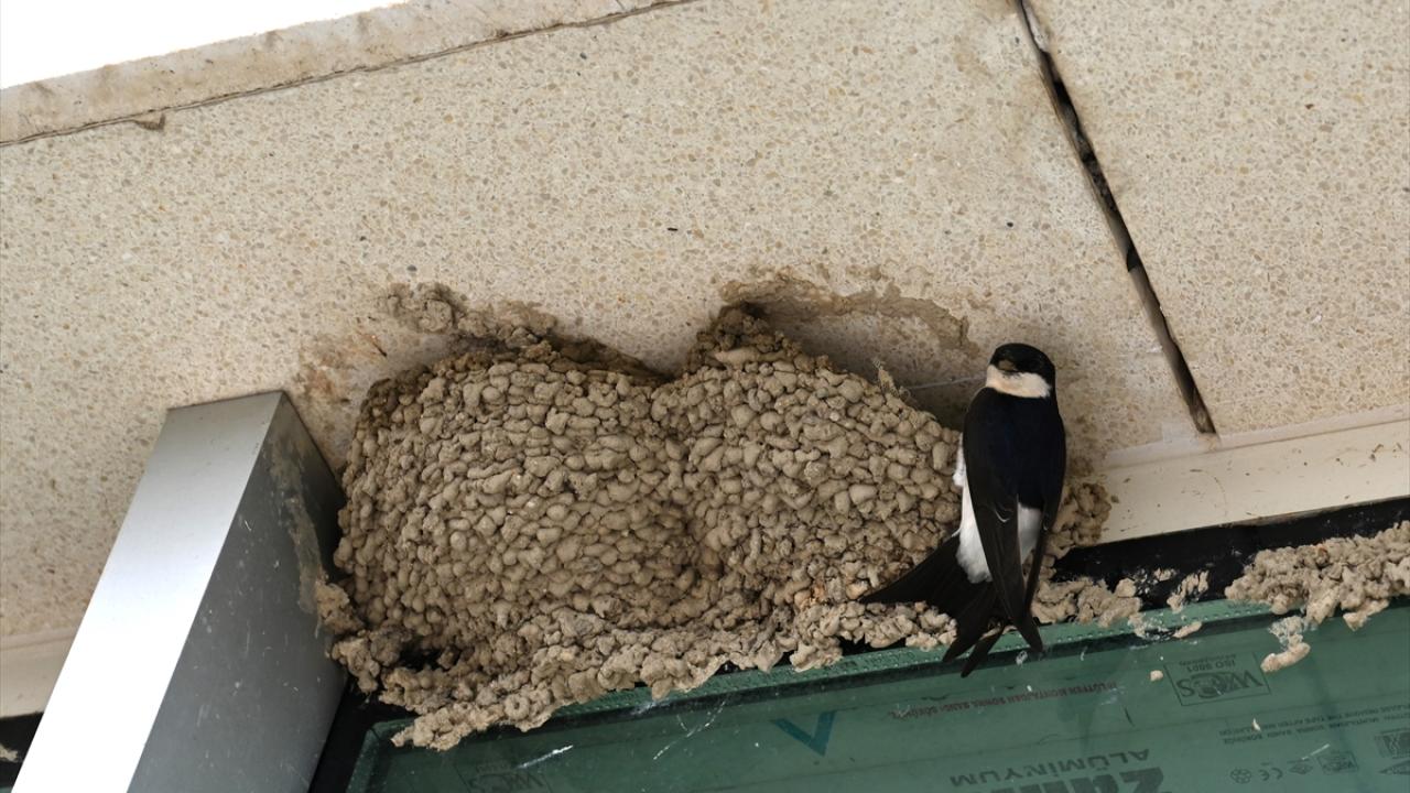 "Onlara yuva olmaya devam ediyoruz"