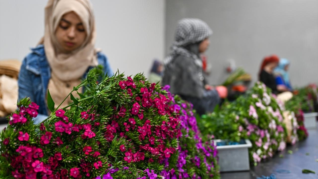 Türkiye`den 30 ülkeye çiçek ihracatı