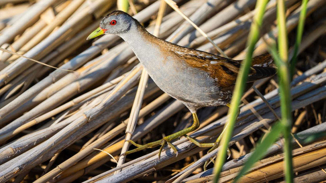 Bataklık su yelvesi 