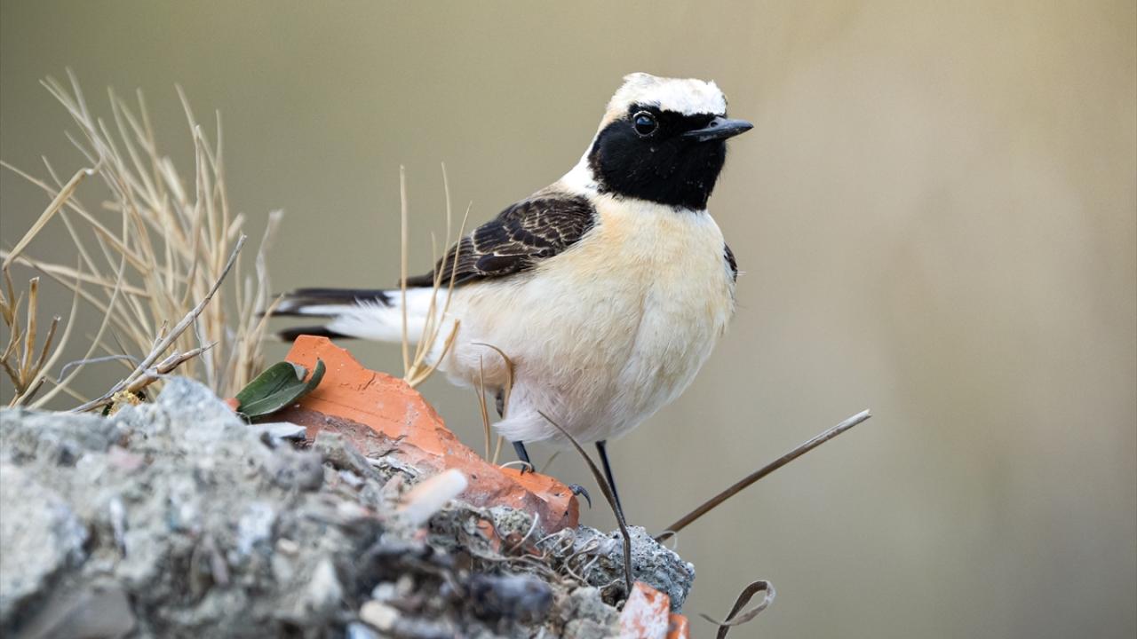 Kara kulaklı kuyrukkakan
