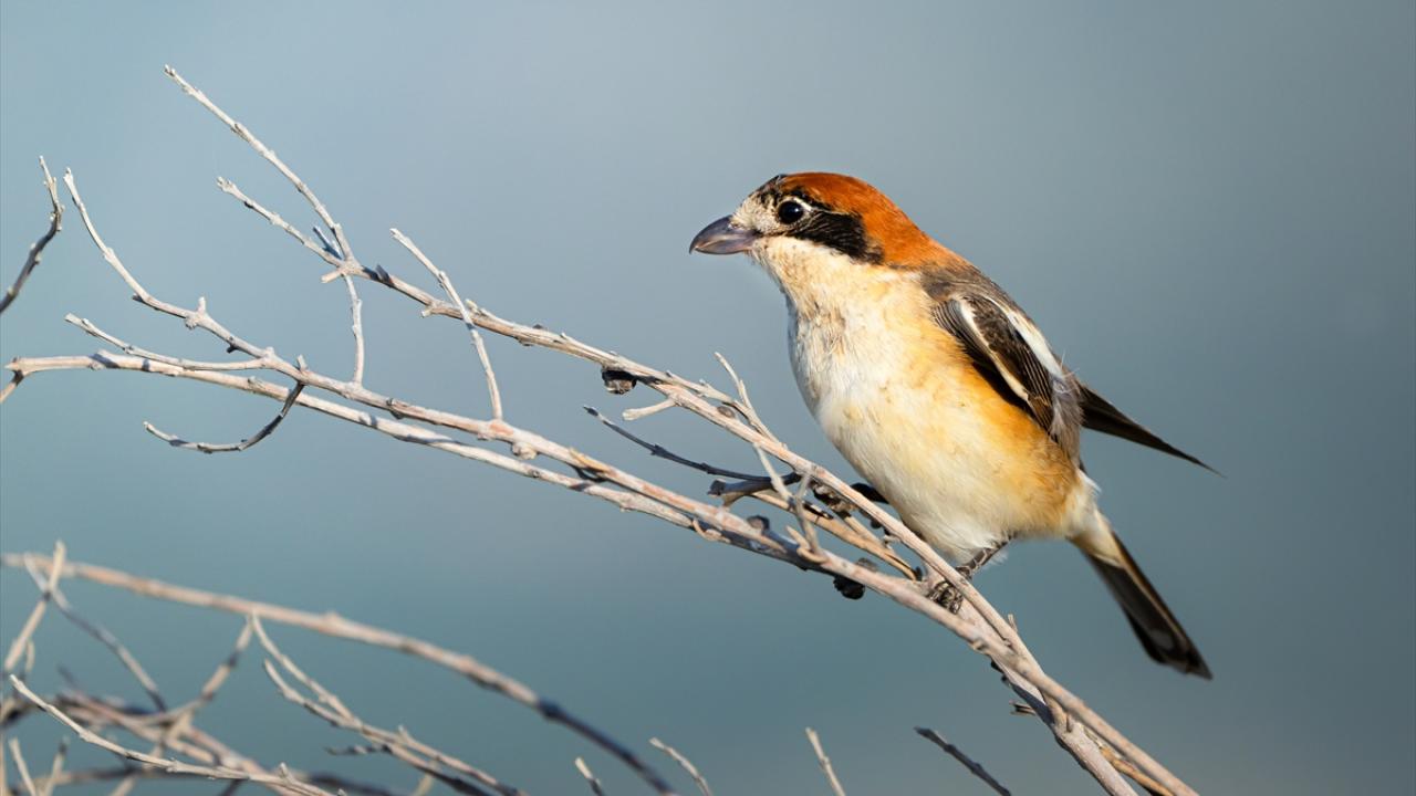 Kızıl başlı örümcekkuşu
