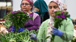 Anneler Günü için 30 ülkeye çiçek ihraç edildi