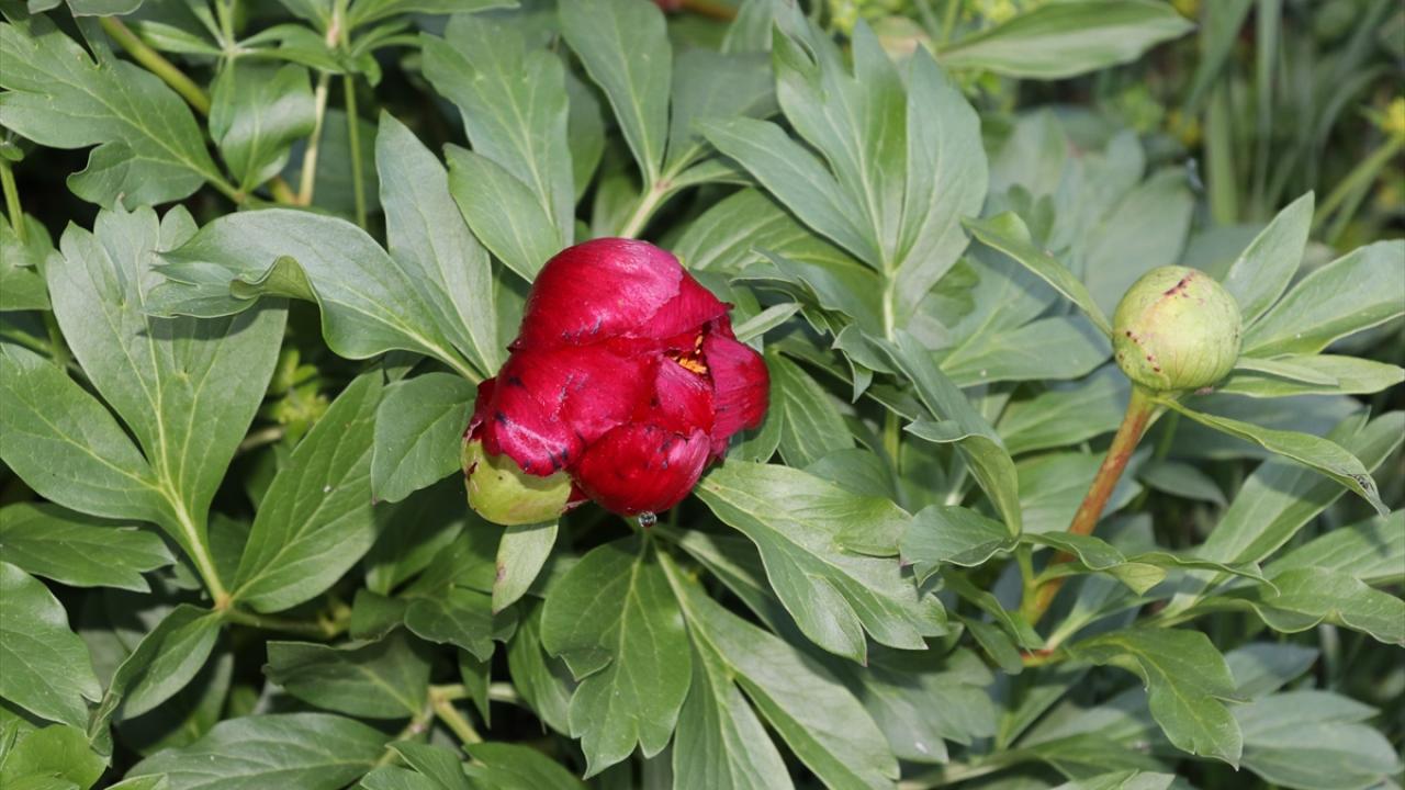 Karabük'te koruma altındaki "ayı gülü" çiçek açtı