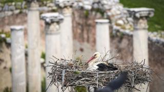 Selçuk'un tarihi yapılarını mesken tutan leylekler