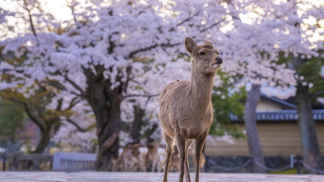 Japonya’nın tarihi Nara Parkı