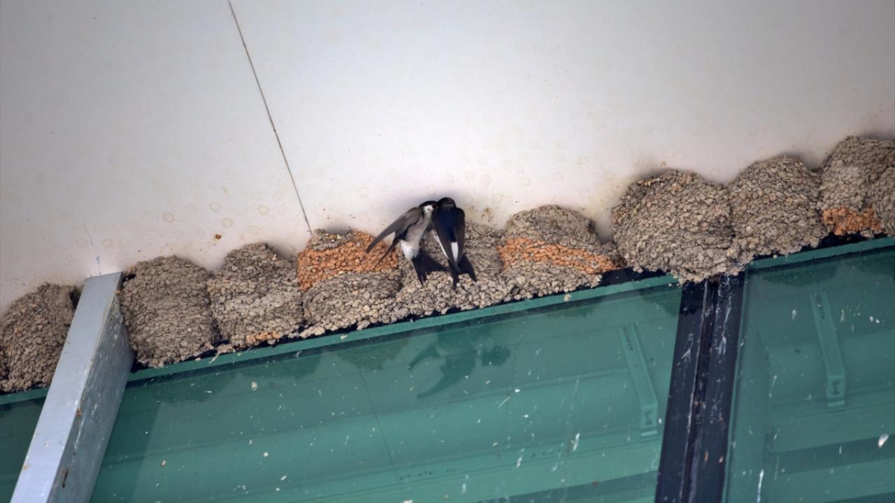 Osmaniye'de belediye binasına yuva yapan kırlangıçların güvenliği itfaiyeye emanet