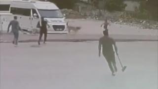 Adana'da başıboş köpekler çocuklara saldırdı