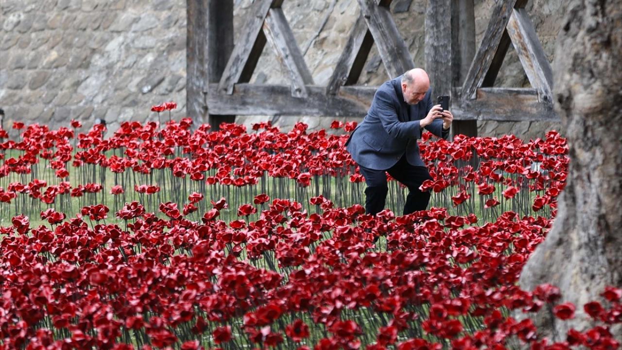 Londra Kulesi'nde II. Dünya Savaşı’nın 80. yılına özel gelincik enstalasyonu