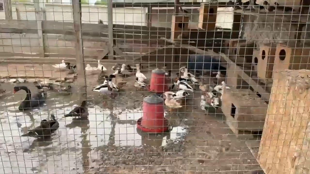 Bir evde kaçak yollarla bulundurulan 98 hayvan ele geçirildi 1 sakarya kacak hayvandha 2356279