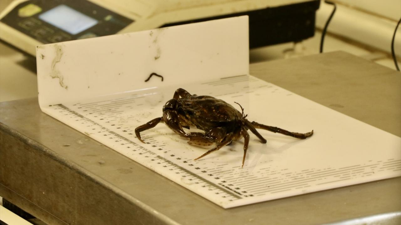 "Amacımız, sağlıklı bir deniz ekosistemi"