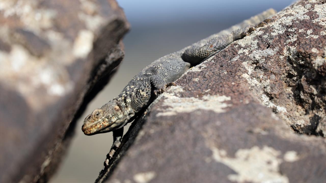 "Dünyada sadece Ağrı Dağı civarında yaşayan 2 tür var"