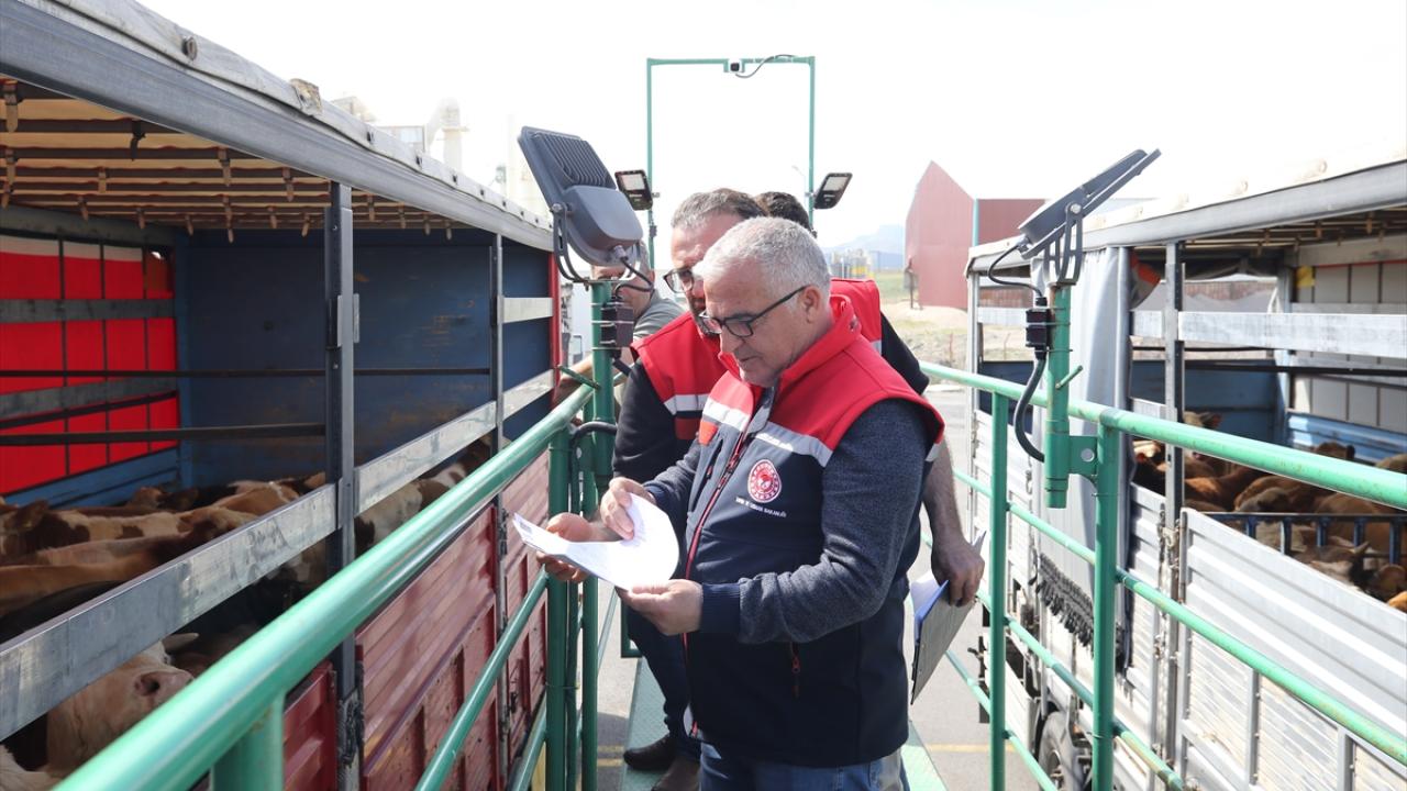 İstanbul dışında batı illerine kurbanlık sevki başladı