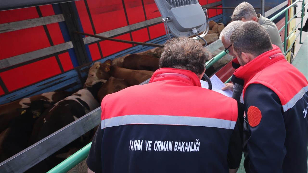 Açıldığı günden bu yana 8 bin 500 araç ve 301 bin hayvan kontrol edildi