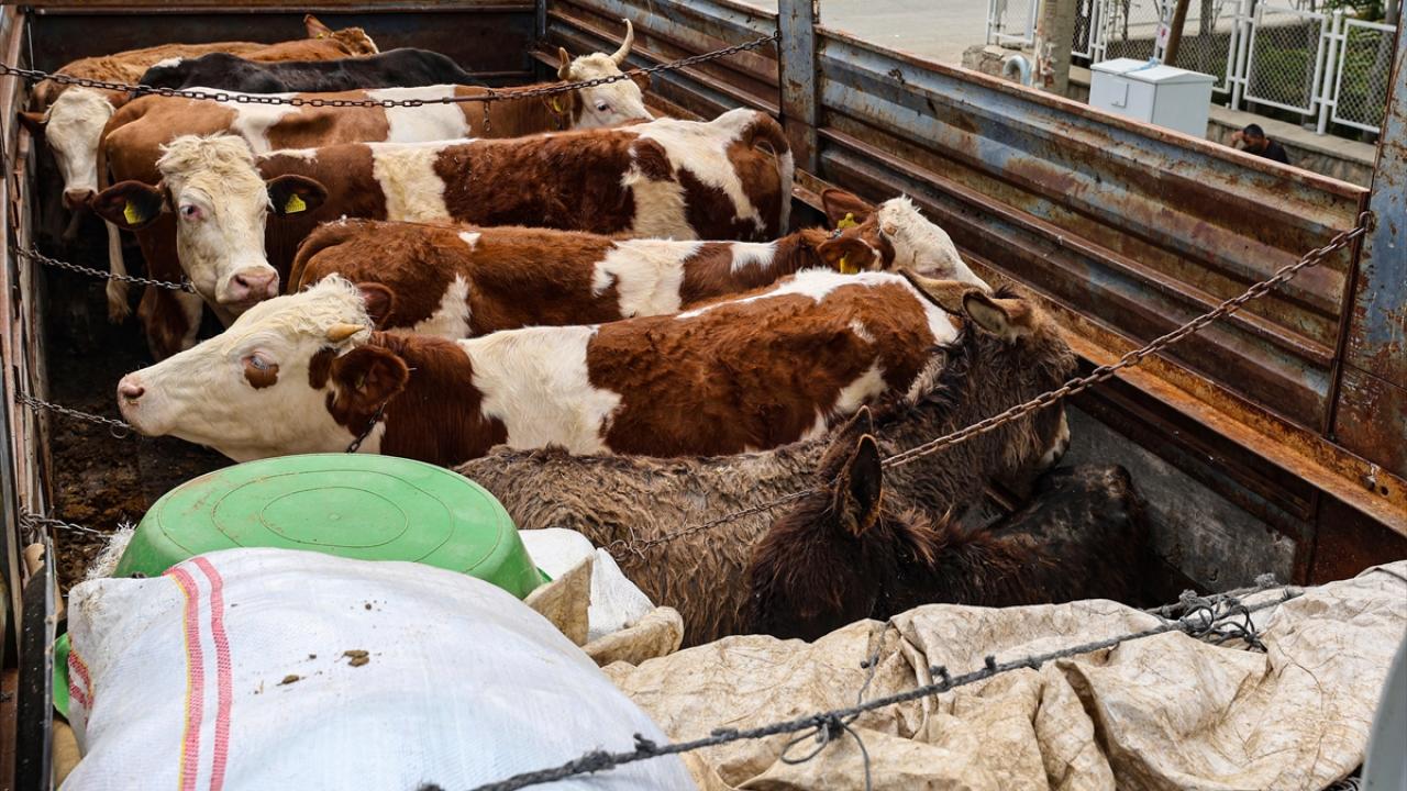 Hayvanların sağlık kontrolü yapılıyor