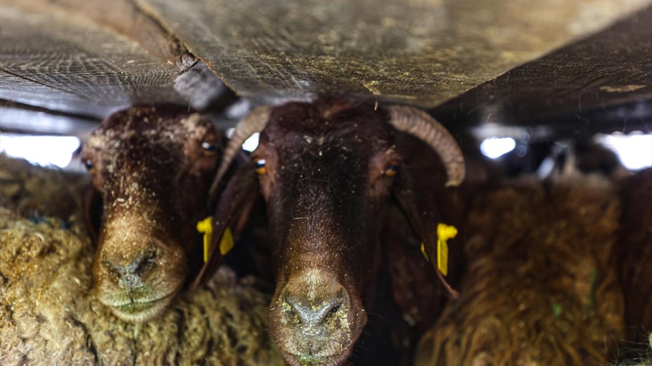 "Sonbaharda havalar serinleyince bir daha Iğdır`a geliyoruz"