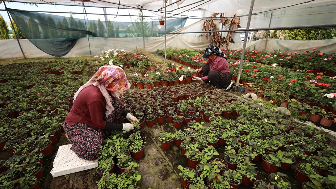 "Çukurova çiçek sektöründe Türkiye’nin lokomotifi"