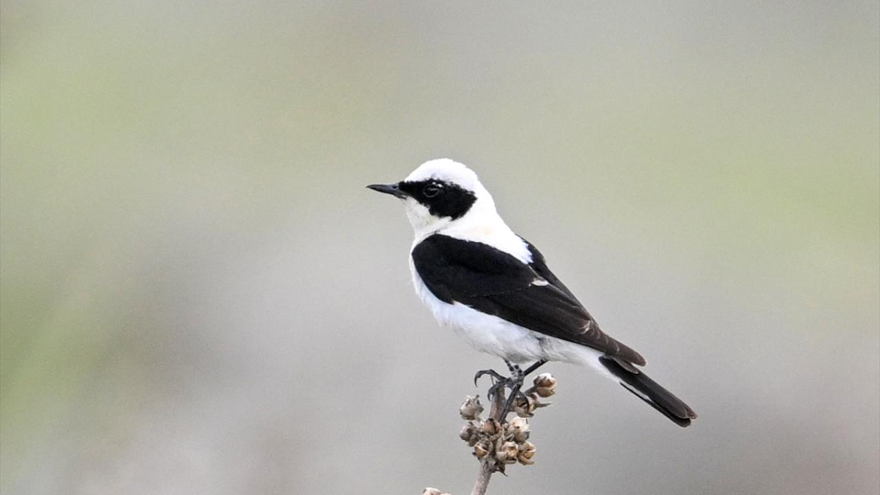 Karakulaklı kuyrukkakan