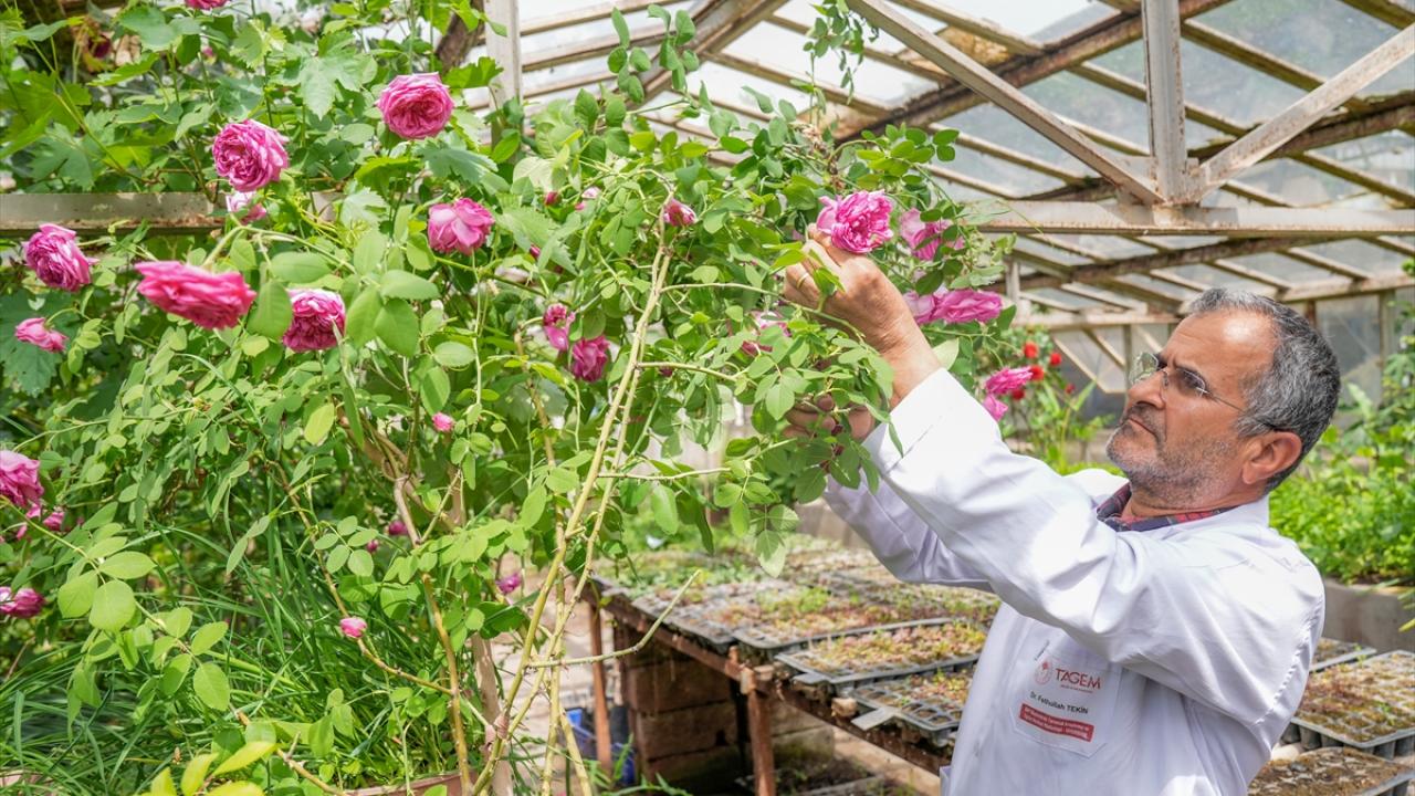 "Diyarbakır`ı yeniden gül bahçeleriyle buluşturmak istiyoruz"