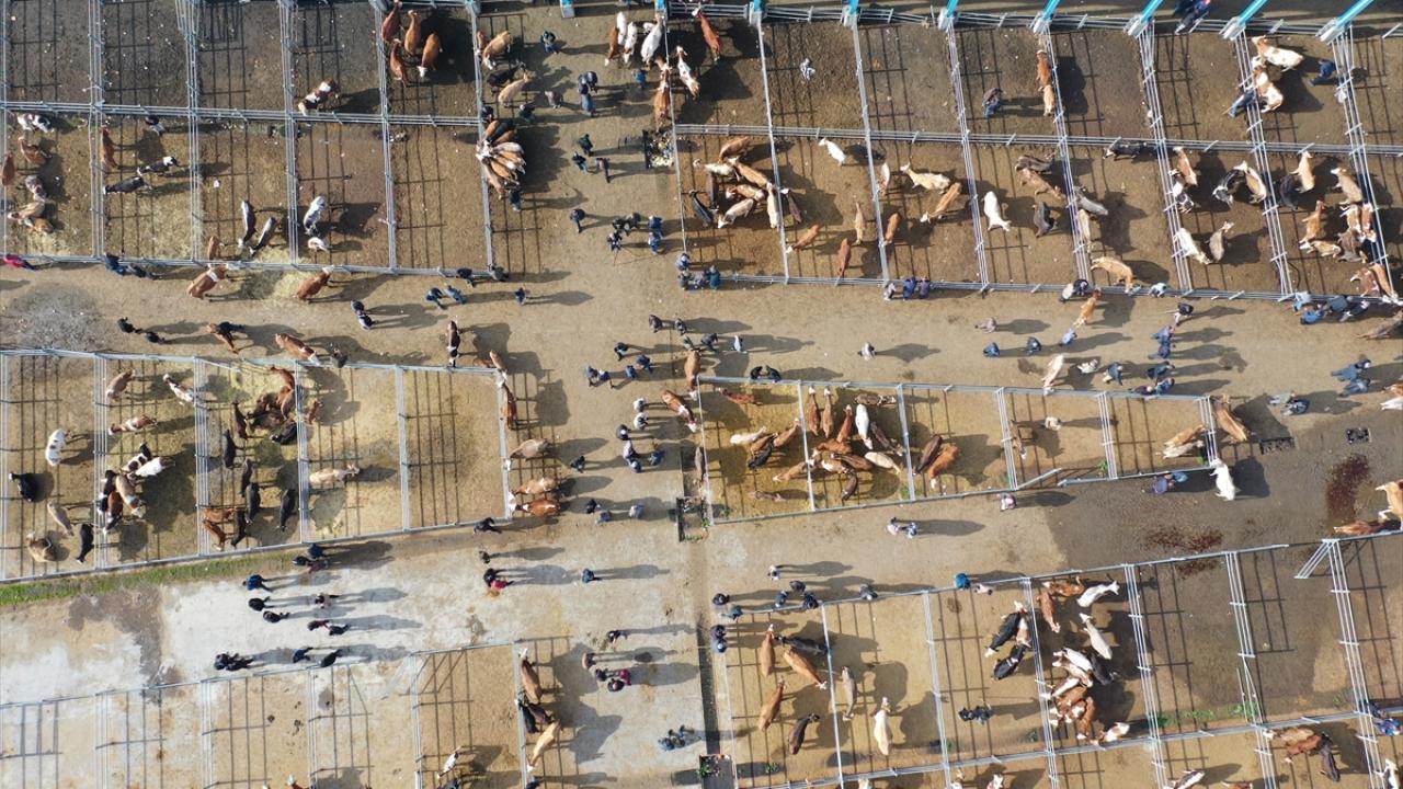 Kars`taki hayvanlar ekim ayına kadar merada otlatılıyor