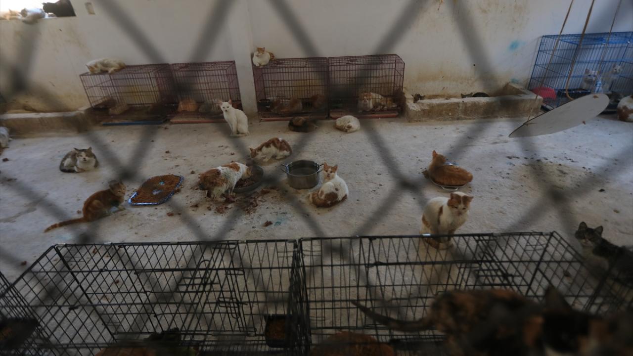 "Sahipsiz köpekler meselesine çözüm üretmek istiyoruz"