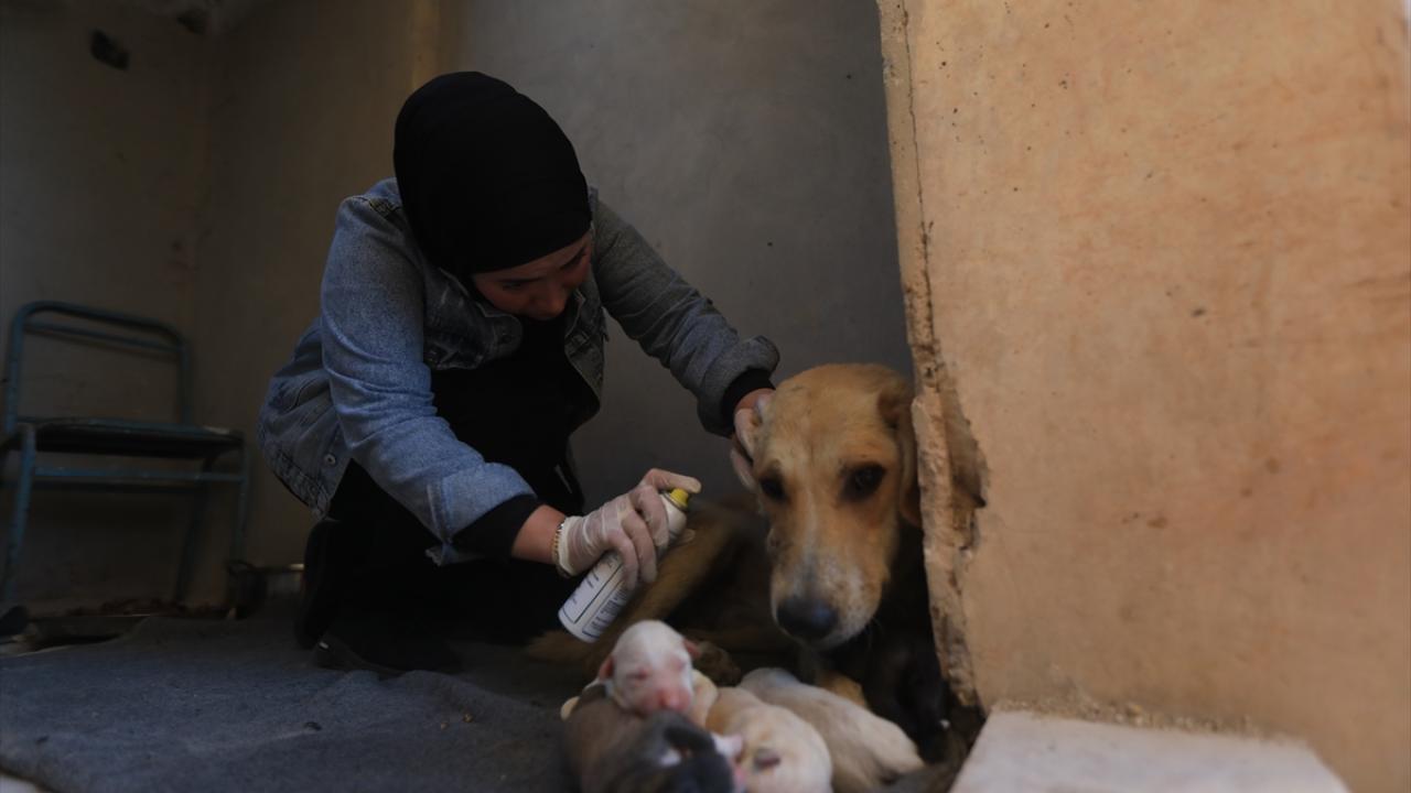 "Yaralı kedi ya da köpek gördüklerinde haber veriyorlar"