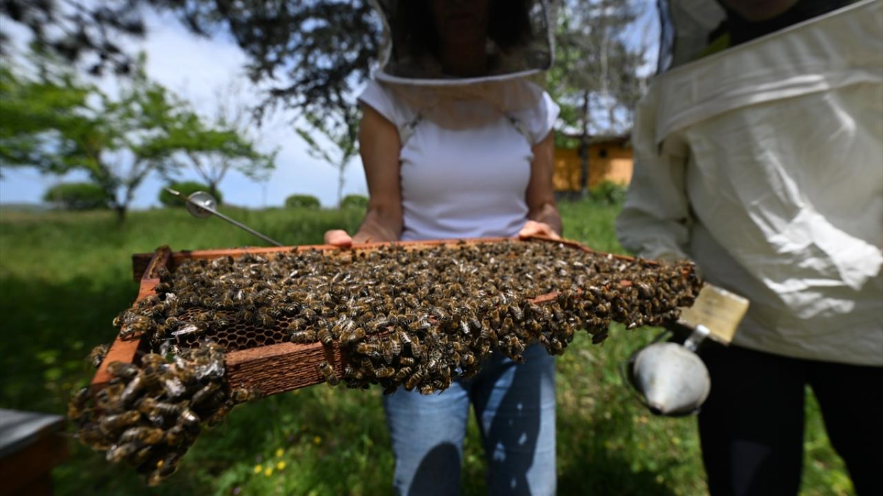 "Arıcılarımıza ısrarla kendi ırk ve eko tiplerimizi koruyalım diyoruz"