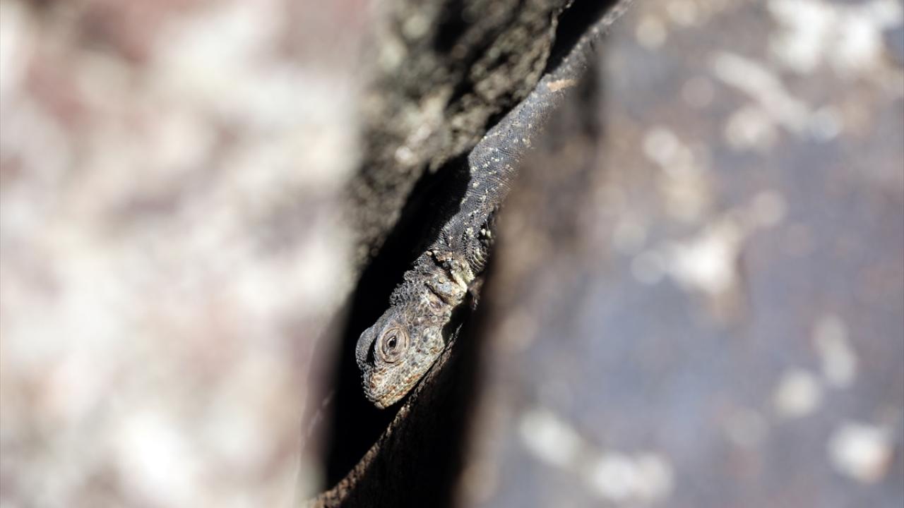 Ağrı Dağı'nın "lav kayalıkları" 37 amfibi ve sürüngen türüne ev sahipliği yapıyor