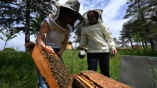 Türkiye-Slovenya ortaklığıyla yürütülen projede küresel ısınmanın bal arıları üzerindeki etkisi araştırılıyor