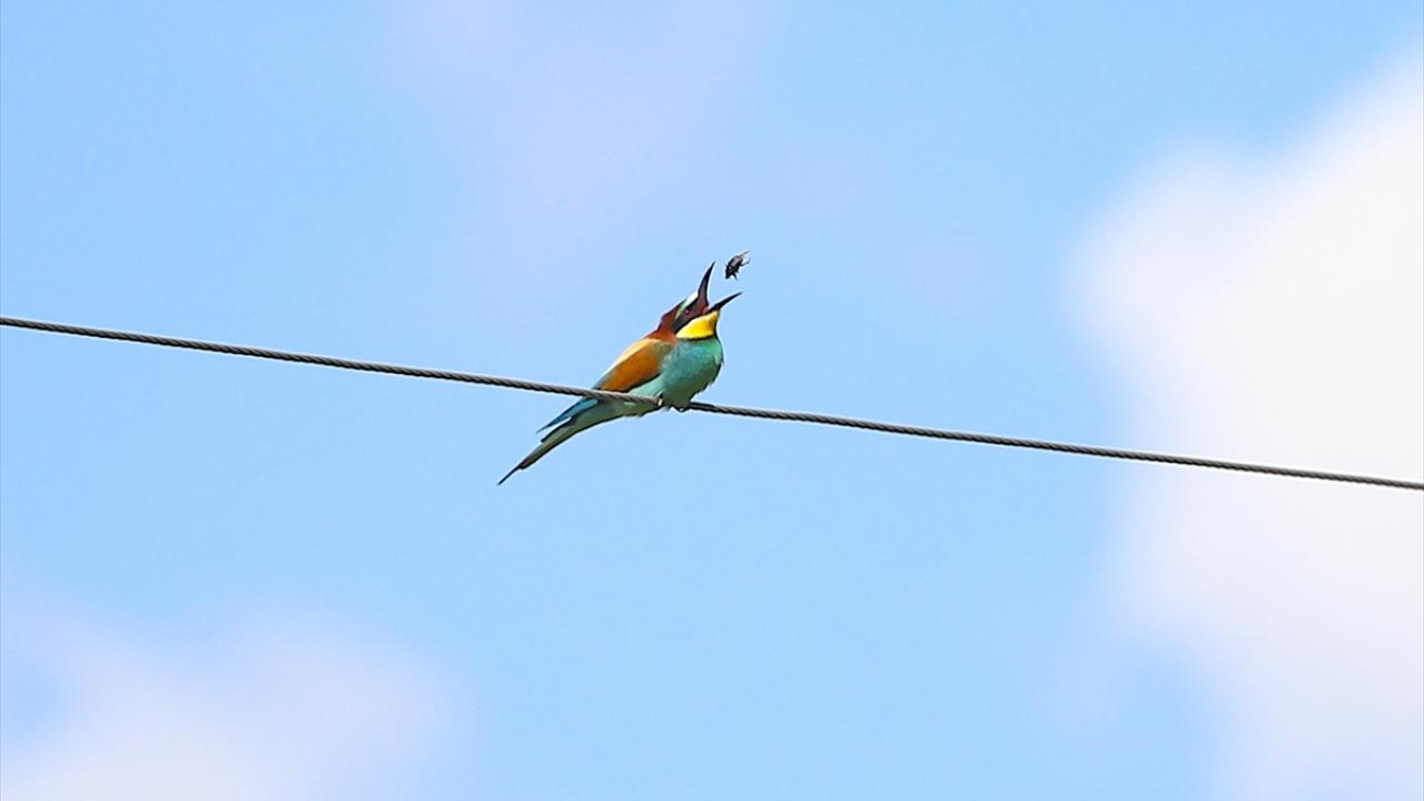 Bingöl'ün arı kuşları