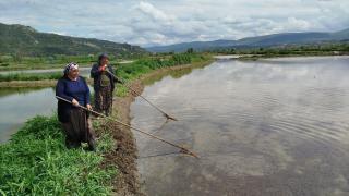 Sinop'ta 18 bin dekar alanda çeltik ekimine başlandı