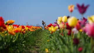 Niagara-on-the-Lake’de bulunan lale tarlası görüntülendi