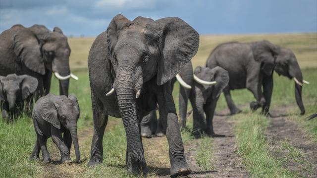 Kenya'da Amboseli Milli Parkı ve çevresinde ölen fillerin sayısı 17'ye yükseldi haber görseli