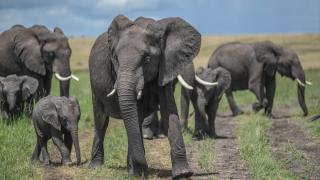 Kenya'daki Maasai Mara doğal yaşam alanı