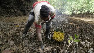Kolombiyalı kadınlar, Piangua hasadıyla hem geçimlerini sağlıyor hem ekosistemi koruyor