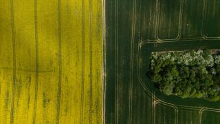 Polonya'nın kolza tarlaları çiçek açtı
