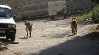Başıboş sokak köpekleri bu kez koyunlara saldırdı