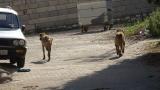 Kastamonu’da başıboş köpekler 22 tavuğu telef etti