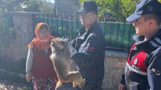 Maymun kaçtı, mahalleli kovaladı
