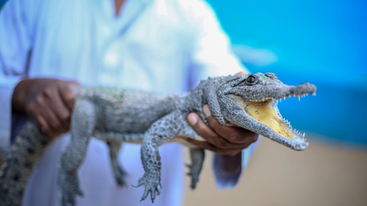 Nil Nehri kıyısındaki Nübye köyünde timsahlar turistlerin ilgi odağı oluyor