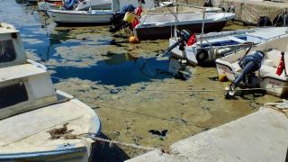 Erdek Körfezi kıyılarında müsilaj görüldü