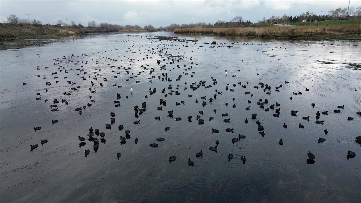 "Kuşlar burada kaybettikleri enerjiyi toparlayıp göç yollarına devam ediyorlar"