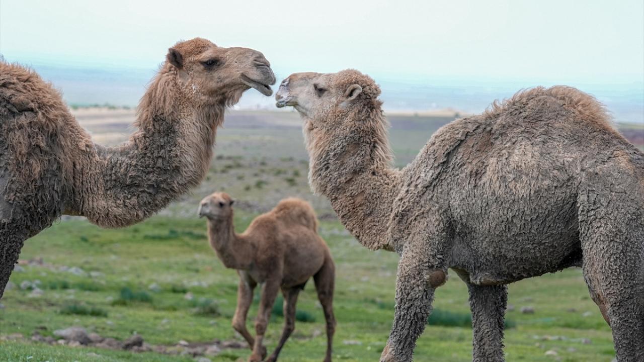 Karacadağlı besici, kara yoluna "dikkat deve çıkabilir" tabelası istiyor