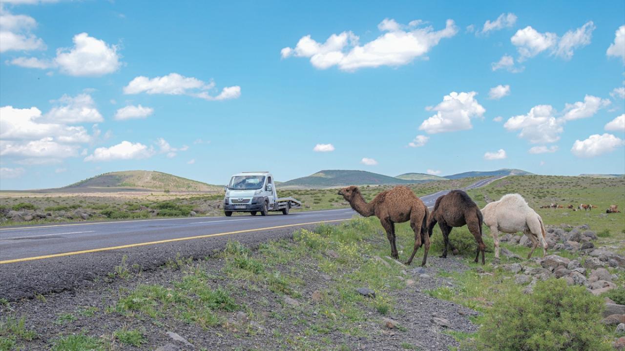 Karacadağlı besici, kara yoluna "dikkat deve çıkabilir" tabelası istiyor