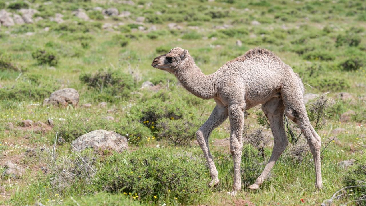 Resimli tabela talebi